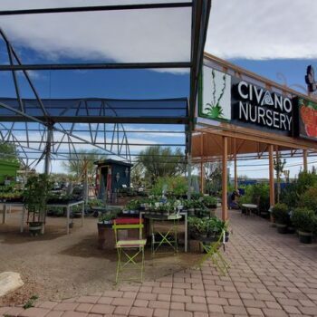This Sprawling Tucson Garden Nursery Hides Rare Desert Plants Longtime Gardeners Drive Across Arizona To Find