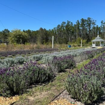 This Tiny Panhandle Lavender Farm Turns an Ordinary Florida Back Road Into a Fragrant Purple Surprise