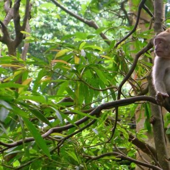 At This Wild Florida Attraction the Monkeys Roam Free While You Walk Through a Cage