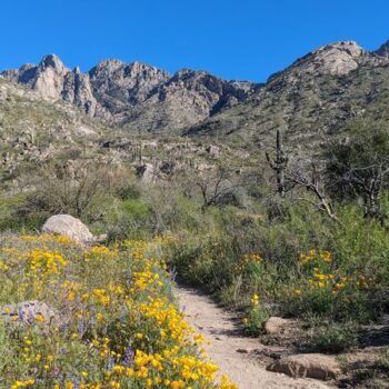 This Arizona State Park Hides A Waterfall You Can Actually Swim Beneath When The Water Runs