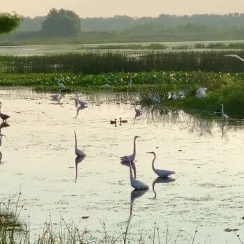 This 1,650-Acre Florida Bird Sanctuary Turns Into a Photographer's Dream Come Nesting Season
