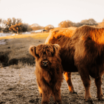 10 Florida Farms Where You Can Meet Scottish Highland Cows Up Close This Fall