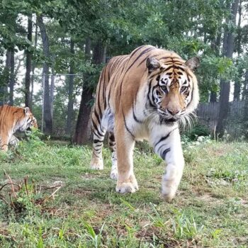 This Hidden Indiana Wildlife Park Puts Your Whole Family Right In The Middle Of A Safari