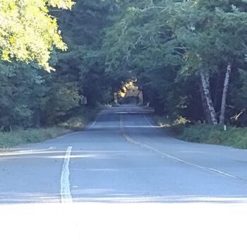 Cyclists Get an Entire Redwood Road to Themselves When California Shuts Out the Cars