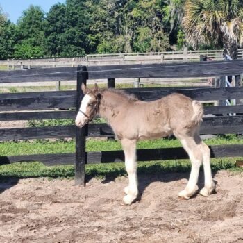 There's a Farm With Baby Clydesdales Less Than Two Hours From Tampa