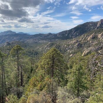 Cool Pine Air And Endless Trails Wait At Mount Lemmon Near Summerhaven, Just An Hour Above Tucson