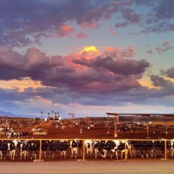 You Can Spend A Wholesome Countryside Day At This Farm Just Outside Mesa, Arizona