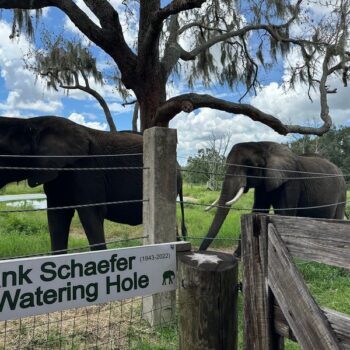 This Florida Ranch Lets You Meet Elephants Up Close and It Barely Feels Real