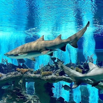 This Arizona Aquarium Turns Adults-Only After Dark With Cocktails And Glowing Tanks