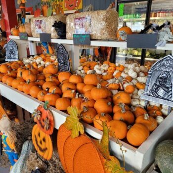 7 Pumpkin Patches Near Tampa Where Kids Can Pick Their Own Ahead of October