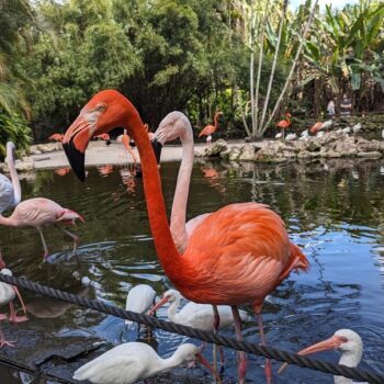 You Can Hand-Feed Flamingos at This 60-Acre Davie Sanctuary Just Outside Miami