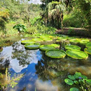 This Magical Florida Pond Has the Largest Lily Pads in the World and They Look Like a Fairytale