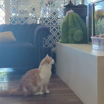 Cats Curl Up In Your Lap While You Sip Coffee At El Jefe Cat Cafe In Tucson