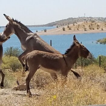 This Hidden Arizona Preserve Is Where Wild Burros Still Wander Right Down To The Water's Edge