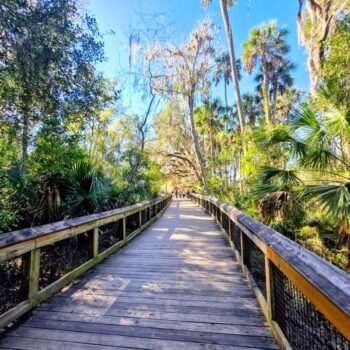 This Florida State Park Glows With Fireflies Every Spring and It Barely Feels Real