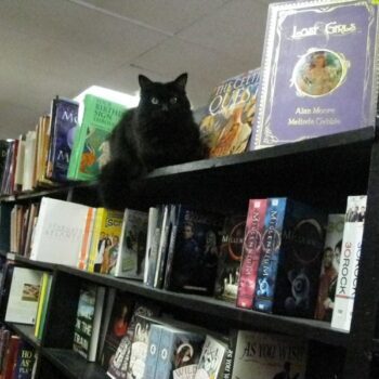 A Resident Cat Guards 100,000 Used Books at This Sprawling San Jose Bookstore