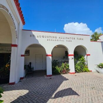 There's a Roadside Alligator Farm Near St. Augustine Where Rare White Gators Actually Live