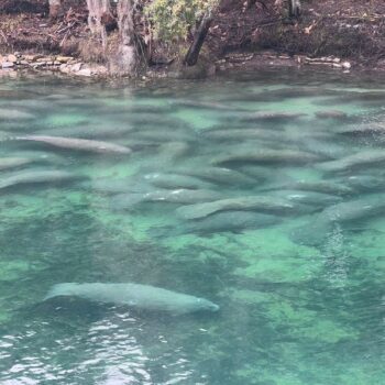 Wild Manatees Crowd This Warm-Water Spring Near Orlando by the Hundreds Every Winter