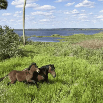 There is a Florida state park where wild horses roam free and most people never expect it
