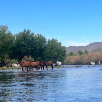 This Hidden Arizona Trail Is Where Wild Horses Still Roam Free Against The Desert Silence