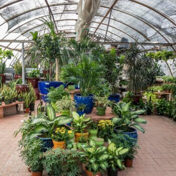 Gardeners Load Up On Cactus, Succulents, And Fairly Priced Pots At Phoenix's Sprawling Nursery Stop