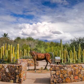 Why Fly To Holland When Arizona Has Its Own Tulip-Bright Gardens At Tohono Chul In Tucson