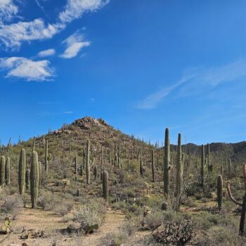 Giant Saguaros Taller Than A House Cover Every Hill Along Tucson's Cactus Forest Loop