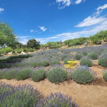 This Arizona Lavender Farm Turns An Ordinary Desert Drive Into A Purple, Fragrant Wonderland
