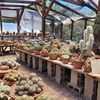 This Tucson, Arizona Cactus Nursery Lets You Wander Acres Of Rare Desert Plants With A Boutique Out Back