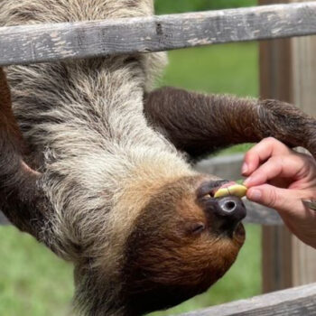 There Is a Farm Where You Can Feed a Sloth Just Outside Ocala