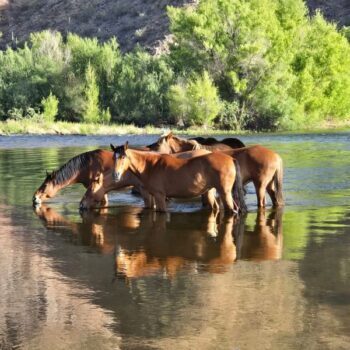Wild Horses Wade Into The Lower Salt River At This Arizona Spot Most Drivers Speed Right Past