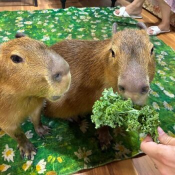 There's a Farm Near Orlando Where You Can Meet Capybaras and Paint Your Own Pumpkin