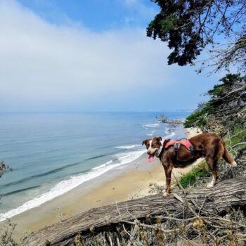 Your Dog Will Be Grinning Ear to Ear on These 13 California Trails Made for Weekend Adventures