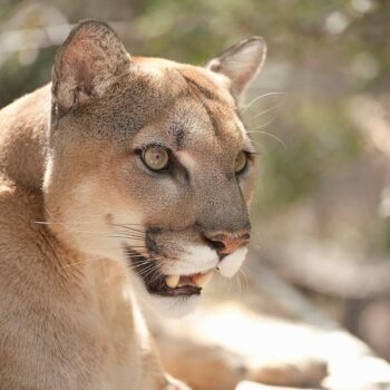 This Hidden Arizona Sanctuary Grew Into A Refuge Where Rescued Big Cats Roam Safe