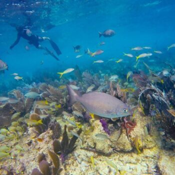 You Can Snorkel Over America's Only Living Coral Reef Right Here in the Florida Keys