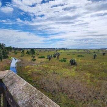 Lake Wales Has a Mountain Lake Sanctuary Where Wild Sandhill Cranes Strut Past You