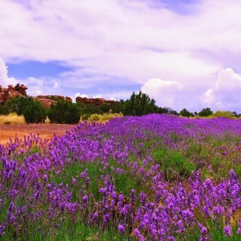 Skip The Flight To Provence — Arizona Hides A Lavender Farm That Smells Like Heaven