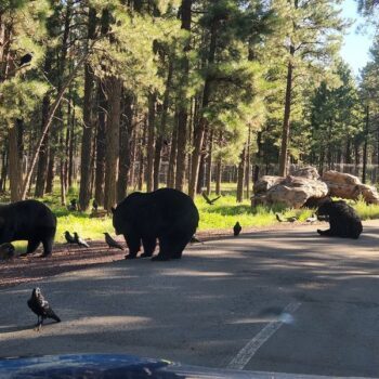 Jaguars, Otters, And Bears Wait Around Every Turn At This Williams, Arizona Wildlife Park