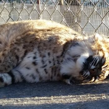 This Tucson, Arizona Sanctuary Lets You Walk Among Rescued Big Cats Almost Nobody Ever Sees Up Close