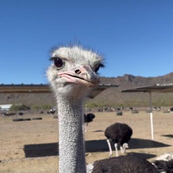 Out In Chandler, Ostriches Eat Right Out Of Your Hand At A Quirky Family Farm