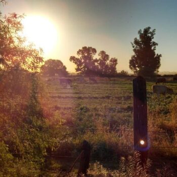 9 Arizona Roadside Stops Where You Can Still Buy Fruit And Local Honey Off The Highway