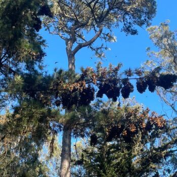 Thousands of Monarch Butterflies Are About to Blanket This Pacific Grove Sanctuary for Winter