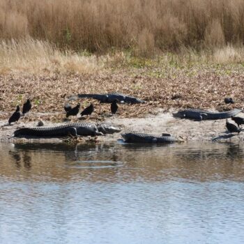 You Can Watch Wild Alligators Gather by the Hundreds at This Free Preserve Near Gainesville