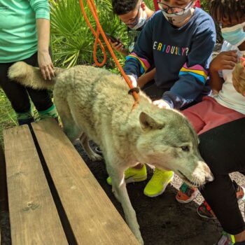 You Can Meet the Gentlest Rescued Wolves at This Quiet Florida Sanctuary