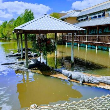 Gatorland in Orlando Still Charges Less Than a Theme Park and Has Rare White Gators