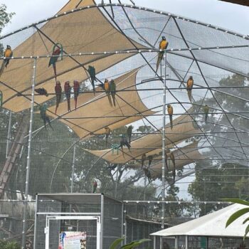 Walk Into This Central Florida Aviary and Hundreds of Lorikeets Land Right on Your Arm