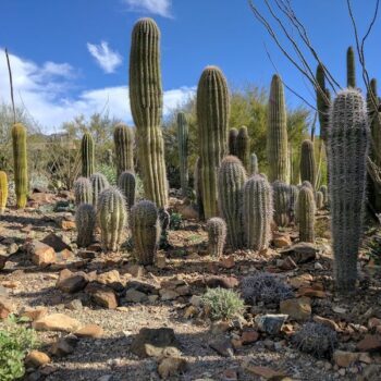 This 98-Acre Arizona Desert Museum Lets You Watch Raptors Sweep Free Right Overhead