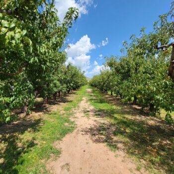 This Willcox, Arizona Orchard Lets You Pick Your Own Peaches And Apples Straight Off The Tree