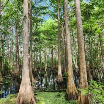 This Florida Safari Park Lets You Stay in the Car While Wildlife Roams All Around You