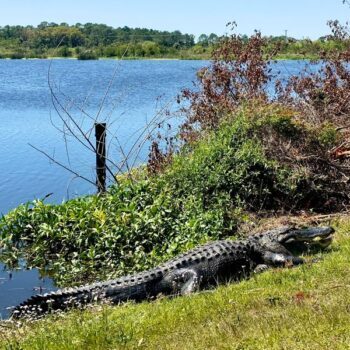 This Boardwalk Near Titusville Puts You Nose-to-Nose With Thousands of Alligators and Wading Birds
